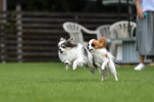 走る２頭のパピヨン